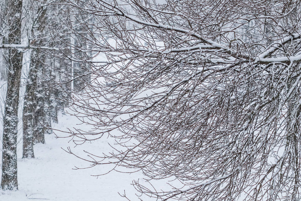 Sprookje pluizige besneeuwde bomen takken, natuur landschap met - Foto, afbeelding