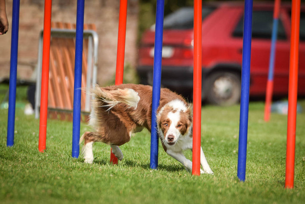 Redmerle border collie is running on czech agility competition slalom. Prague agility competition in dog park Pesopark. - Photo, Image