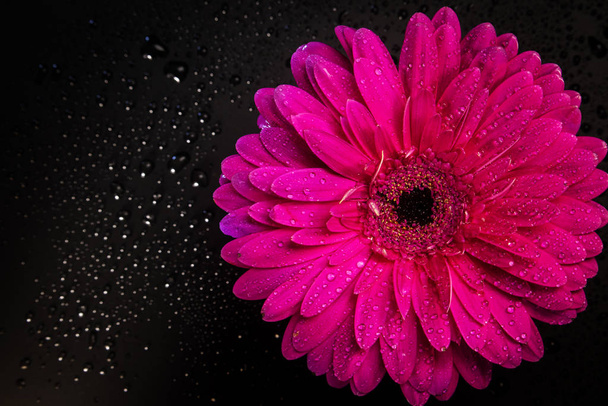 Gerbera rosa Blume auf schwarzem Hintergrund. - Foto, Bild