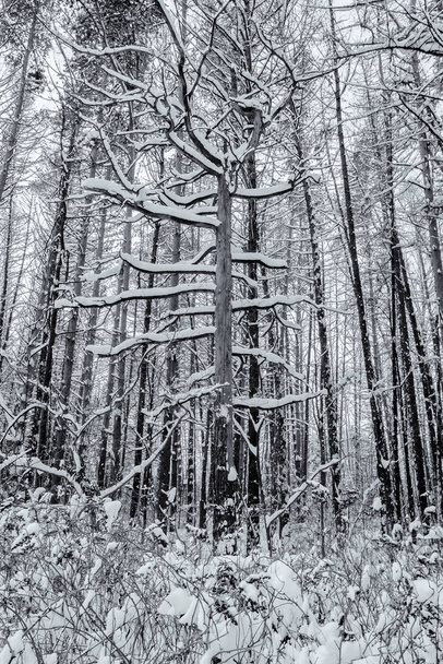 Красота природы зимой
 - Фото, изображение