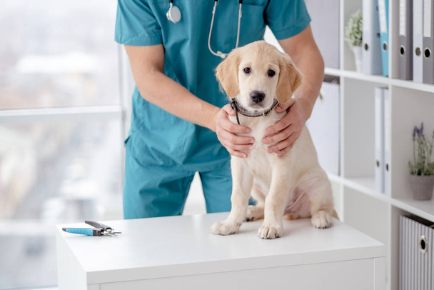 Cute puppy in veterinary hospital - 写真・画像