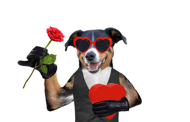 Βαλεντίνα σκυλί με ένα δώρο και ένα τριαντάφυλλο φορώντας γυαλιά ηλίου - Φωτογραφία, εικόνα