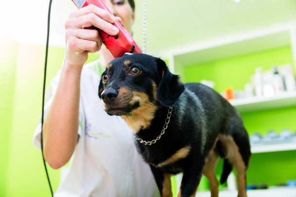 Woman is shearing dog in pet grooming parlor - Fotó, kép