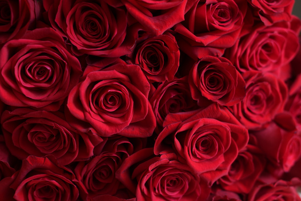 Background blossoms of red roses on Valentine's or mothers day  - Photo, Image