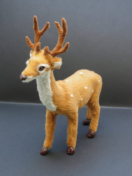 roe deer animal of class Mammalia (mammals) - Photo, Image