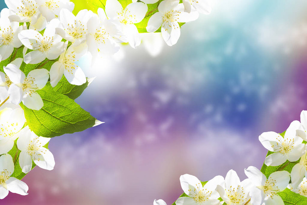 Valkoinen jasmiini Oksa herkkä kevät kukkia
 - Valokuva, kuva