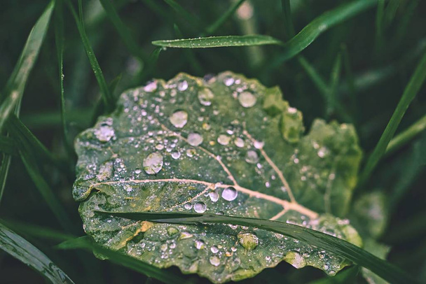 Травяной лист с капельками воды
 - Фото, изображение