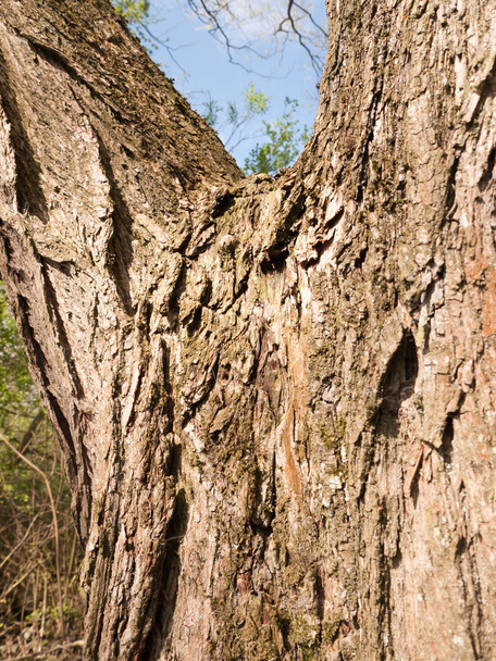 Close up detail of tree bark in direct light - Φωτογραφία, εικόνα