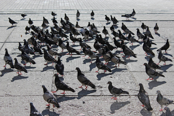 many pigeons which live in the city - Φωτογραφία, εικόνα