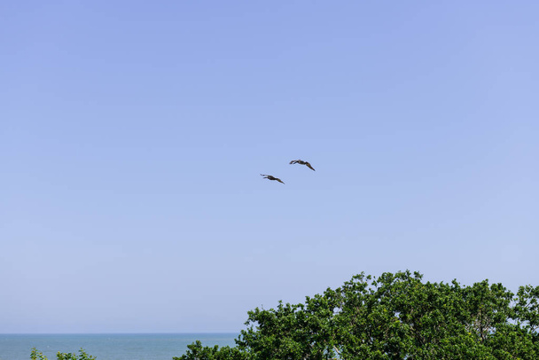 Brązowy lot Pelikana - Zdjęcie, obraz
