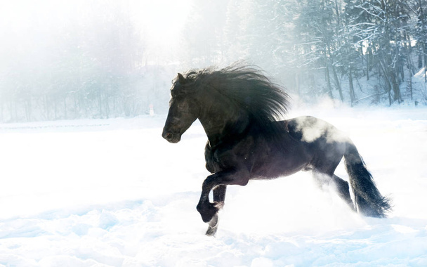 black horse, equine animal - Photo, Image