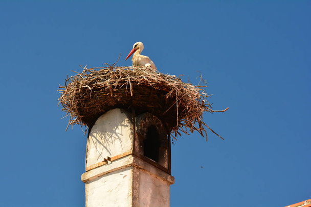 stork on the fireplace where they build their nests and raise their young. rust at lake neusiedl in burgenland,austria is an important place for storks - Fotoğraf, Görsel