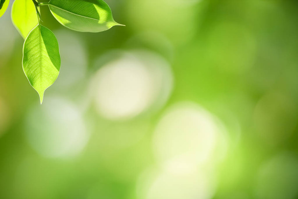 Κοντινό κομμάτι της φύσης θέα πράσινο φύλλο σε θολή βλάστηση backgroun - Φωτογραφία, εικόνα