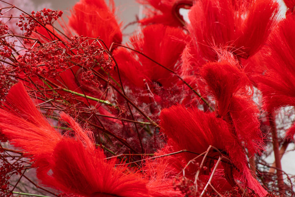 fleurs décoratives sèches rouges close-up
 - Photo, image