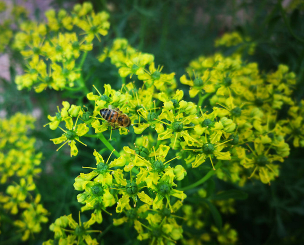 Méhecske a virágzó rue bokor a kertben - Fotó, kép