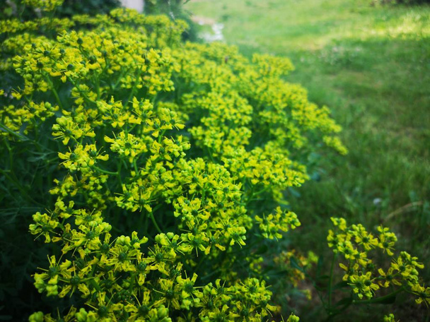 Biene auf einem blühenden Rautenstrauch im Garten - Foto, Bild
