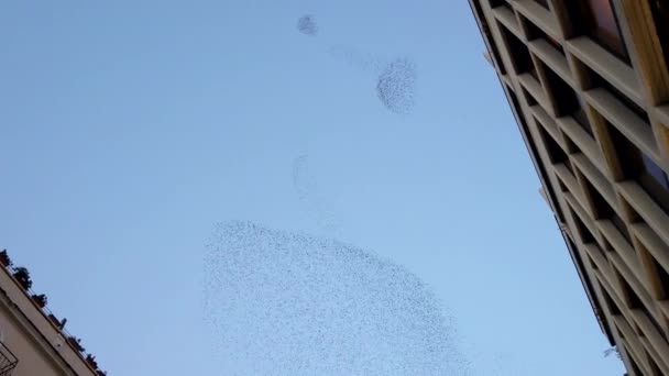 Ein Schwarm Vögel fliegt zwischen Gebäuden - Filmmaterial, Video