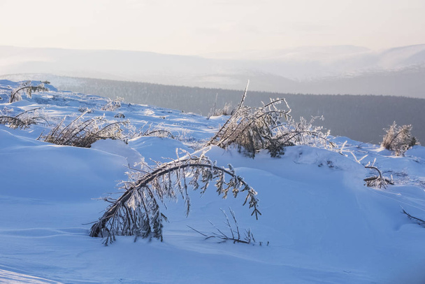 Trees on Northern Ural mountains, Komi Republic landscape - Photo, Image