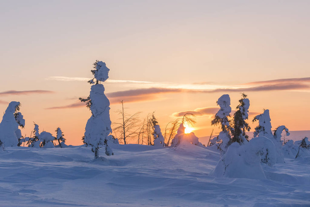 Заснеженные деревья на Северном Урале, Россия
 - Фото, изображение