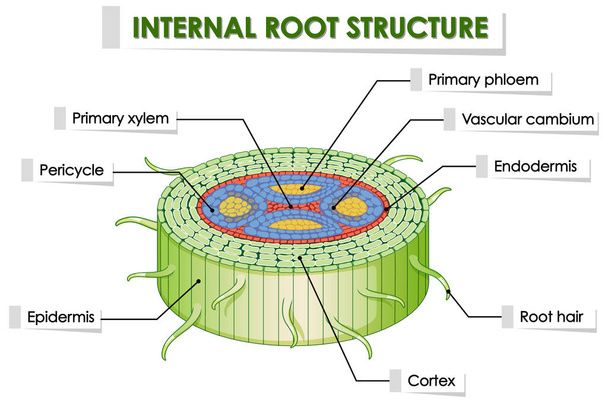 Schema met interne wortelstructuur - Vector, afbeelding
