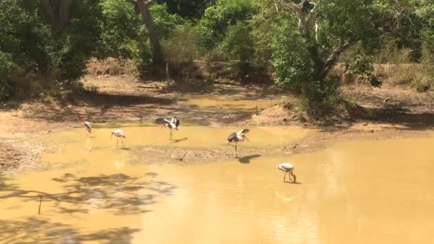 Vogels in het meer in Nationaal Park Wilpattu, Sri Lanka, 4k videoclip - Video