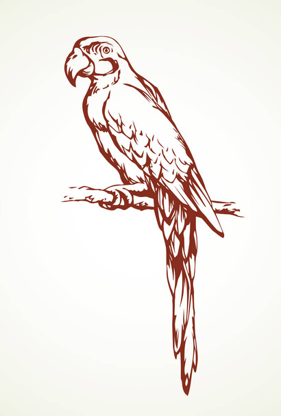 Icône oiseau perroquet. Dessin vectoriel
 - Vecteur, image