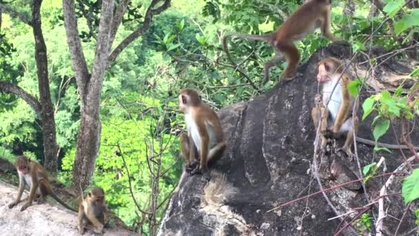 Toque Macaque - Macaca sinica, Sri Lanka, vídeo de filmagem 4k
 - Filmagem, Vídeo