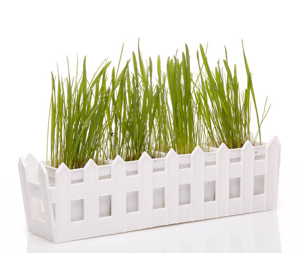 White box for seedling with young green sprouts of oats  on a white background. Concept of spring gardening. - 写真・画像