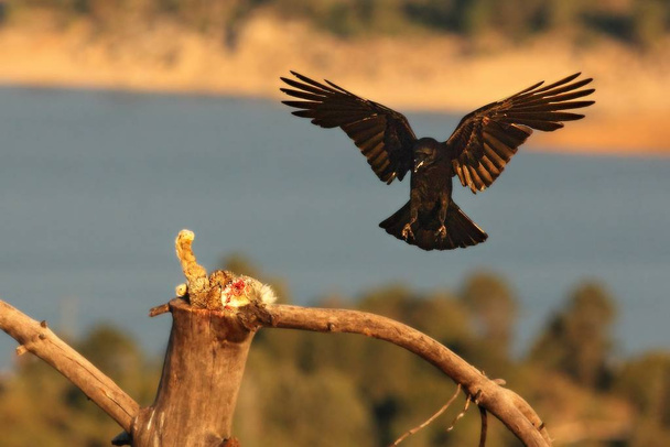 A közönséges holló (Corvus corax) leszáll az ágra egy halálos nyúllal. - Fotó, kép