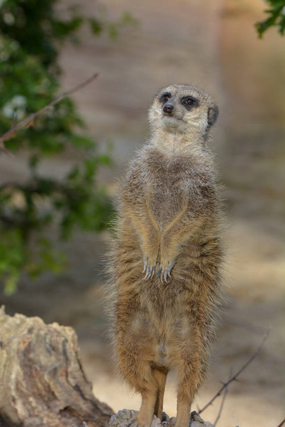 meerkat animals wildlife, Suricata suricatta - Fotoğraf, Görsel