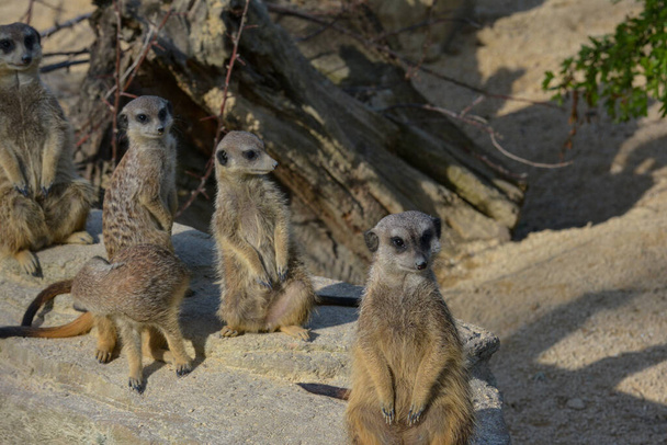 wildlife of meerkat, Suricata suricatta - Φωτογραφία, εικόνα