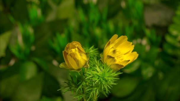 Timelapse flores Ojo de Faisán (Adonis vernalis) floreciendo floreciendo sobre fondo natural
 - Metraje, vídeo