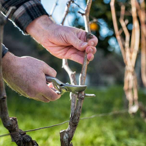 Farmer pruning the vine in winter. Agriculture. - Fotoğraf, Görsel