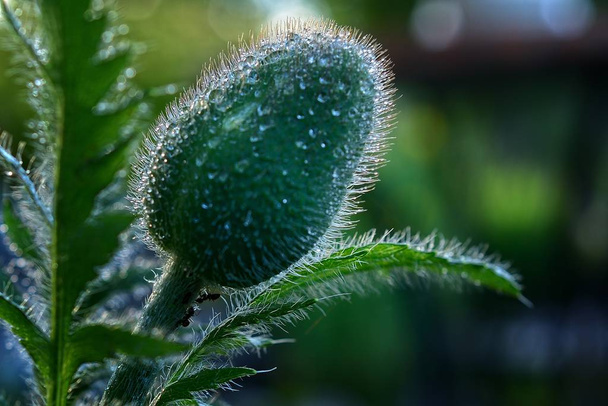 poppy in the morning dew - Foto, Bild