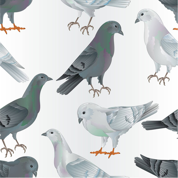 Zökkenőmentes textúra fehér és szürke Hordozók galambok házi fajták sport intelligens madarak évjárat vektor állatok illusztráció tervezés kézzel sorsolás - Vektor, kép