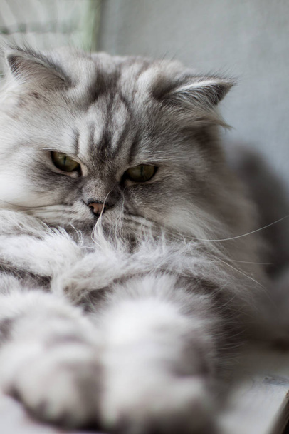 Portrait of a cute cat  - Valokuva, kuva