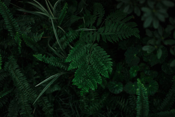 ciemnozielona tekstura liści i trawy - Zdjęcie, obraz