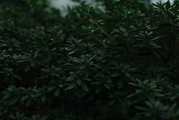 dark green texture of leaves and grass - Photo, Image