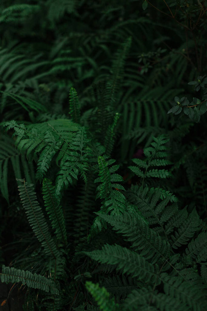 tmavě zelená textura listů a trávy - Fotografie, Obrázek