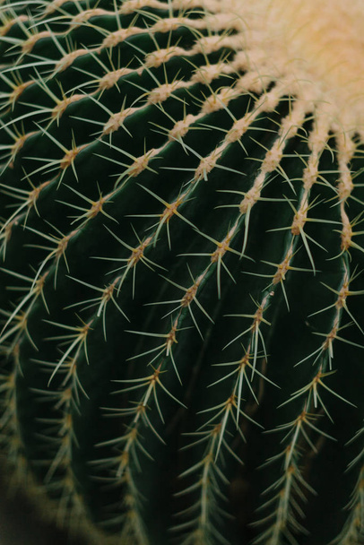 groene cactus textuur met doorn - Foto, afbeelding