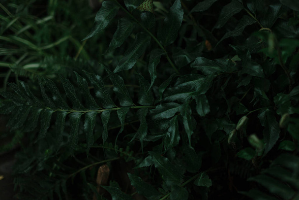 dark green texture of leaves and grass - Fotoğraf, Görsel