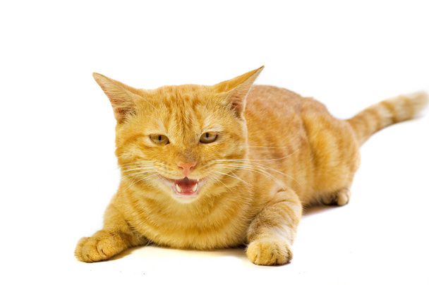 Cute Domestican Male Yellow Cat on White Background Looking to Camera - Photo, image