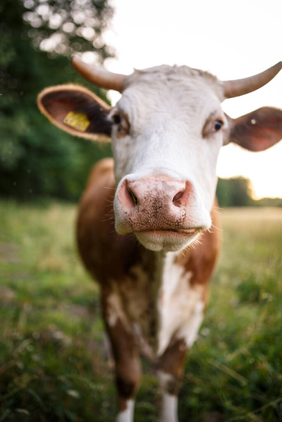 cow on pasture in summer - Foto, afbeelding