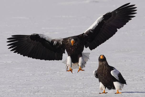 Морской орёл Стеллера зимой - Фото, изображение