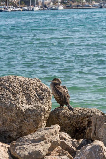Möwe mit braunen und weißen Federn sitzt auf einem Stein, im Hintergrund das Meer .. - Foto, Bild