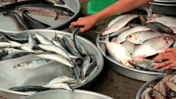 Piaci értékesítésre szánt friss hal - Felvétel, videó