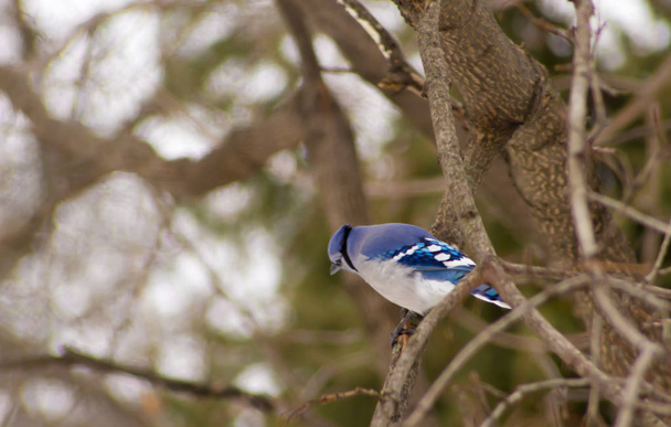 Azul gaio empoleirado na árvore olhando para baixo
 - Foto, Imagem