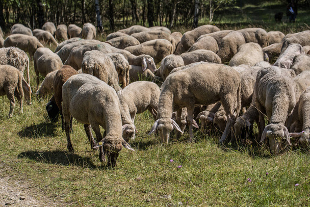 freelance sheep graze in the heathland - Фото, изображение