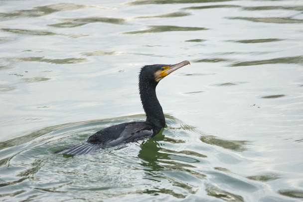 The great black cormorant (Phalacrocorax carbo) in winter landscape. Selective focus - Photo, Image