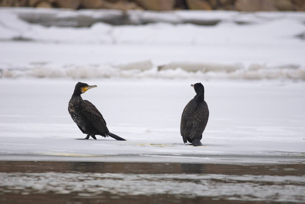 The great black cormorant (Phalacrocorax carbo) in winter landscape. Selective focus - Photo, Image